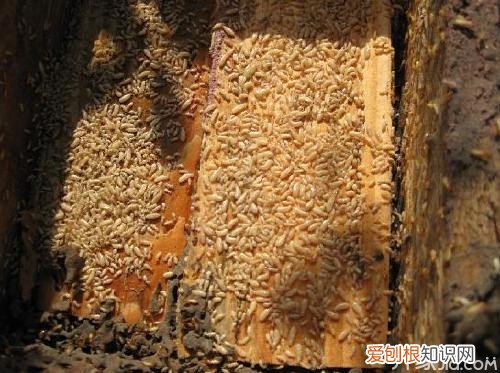 白蚁的危害“千里之堤，溃于蚁穴”