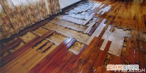 白蚁的危害“千里之堤，溃于蚁穴”