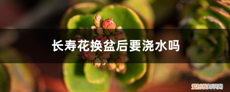 长寿花换盆后什么时候浇水 长寿花换盆后要浇水吗，换盆多久可以晒太阳
