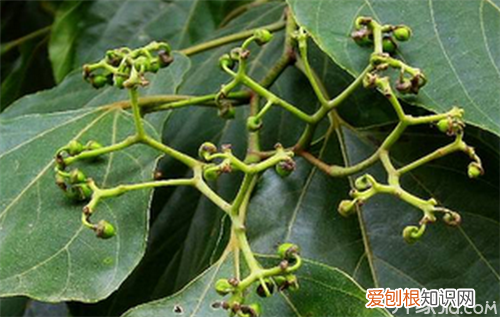 枳椇子用量 超级好的醒酒良药