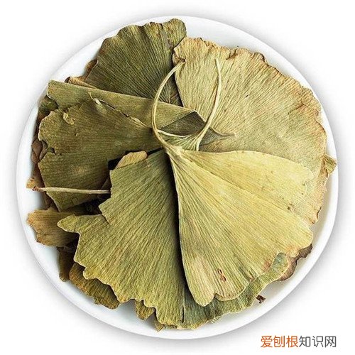 银杏叶茶药用价值高 防治心脑血管疾病有奇效