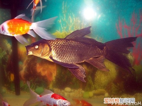 凤尾鱼常见病凤尾鱼的营养价值