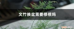 文竹怎么修根换盆 文竹换盆需要修根吗，怎样给文竹换盆