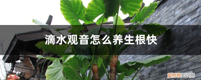 滴水观音水养烂根处理方法 滴水观音怎么养生根快，滴水观音烂根后还能活吗