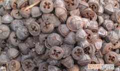 一口盅的功效与作用一口盅的形态特征