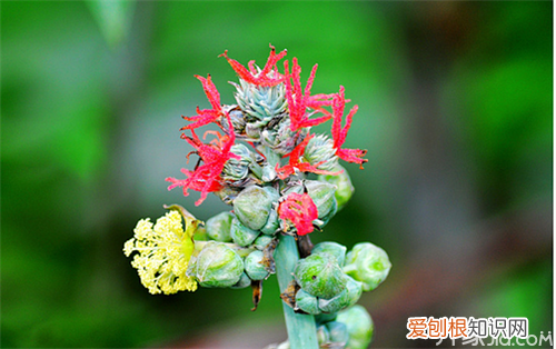 蓖麻子怎么吃 蓖麻有毒但功效多多