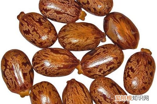 蓖麻子怎么吃 蓖麻有毒但功效多多