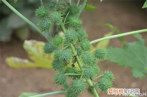蓖麻子怎么吃 蓖麻有毒但功效多多