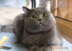猫掉毛非常严重怎么办 猫掉毛严重怎么解决,猫掉毛严重怎么办,猫掉毛严重治