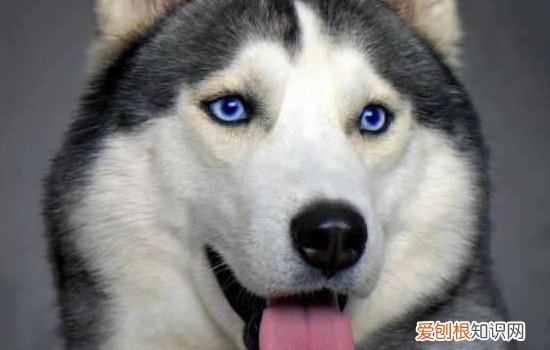 哈士奇是最接近狼的狗吗? 哈士奇是狼还是狗