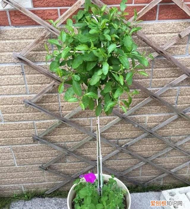 修剪绣球花第二年爆盆，4月养花，枝头剪一剪，1个月后开成大花球，整年都好看！