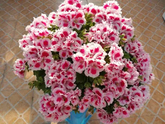 修剪绣球花第二年爆盆，4月养花，枝头剪一剪，1个月后开成大花球，整年都好看！
