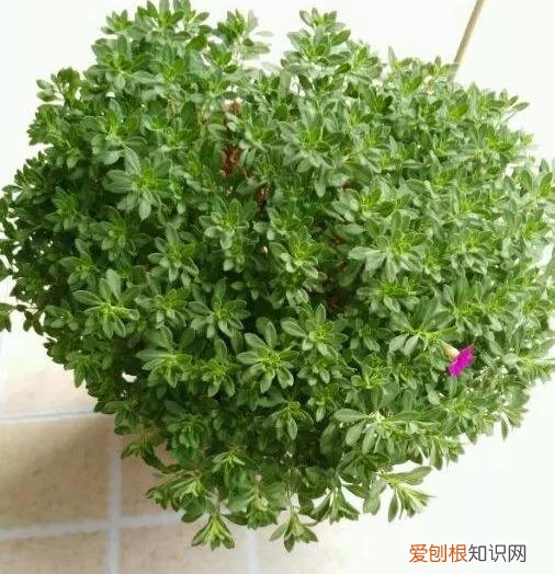 修剪绣球花第二年爆盆，4月养花，枝头剪一剪，1个月后开成大花球，整年都好看！