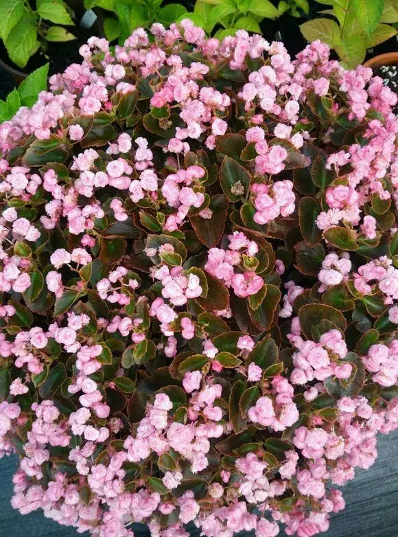 修剪绣球花第二年爆盆，4月养花，枝头剪一剪，1个月后开成大花球，整年都好看！