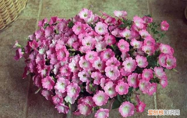 修剪绣球花第二年爆盆，4月养花，枝头剪一剪，1个月后开成大花球，整年都好看！