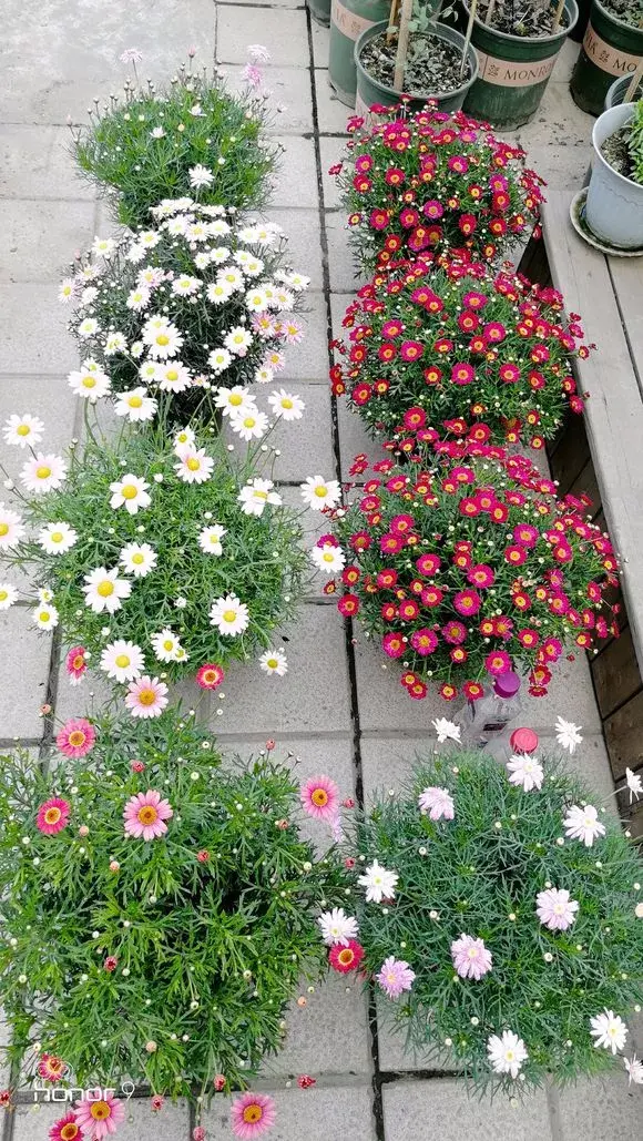 修剪绣球花第二年爆盆，4月养花，枝头剪一剪，1个月后开成大花球，整年都好看！