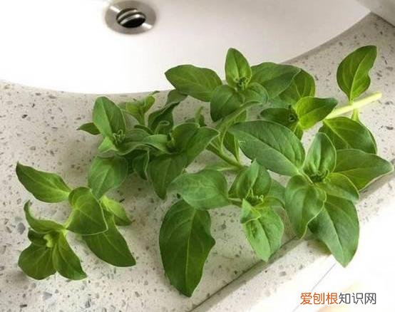 修剪绣球花第二年爆盆，4月养花，枝头剪一剪，1个月后开成大花球，整年都好看！