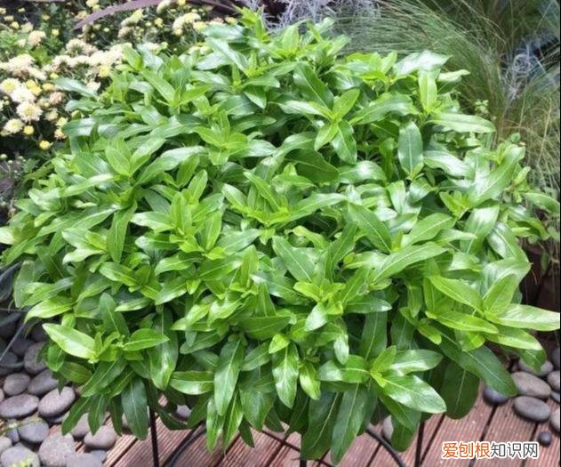 修剪绣球花第二年爆盆，4月养花，枝头剪一剪，1个月后开成大花球，整年都好看！
