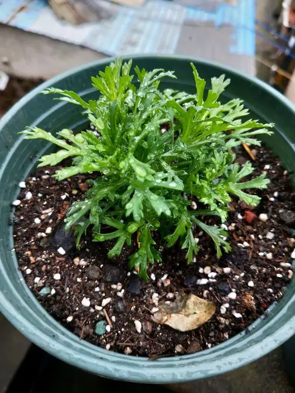 修剪绣球花第二年爆盆，4月养花，枝头剪一剪，1个月后开成大花球，整年都好看！