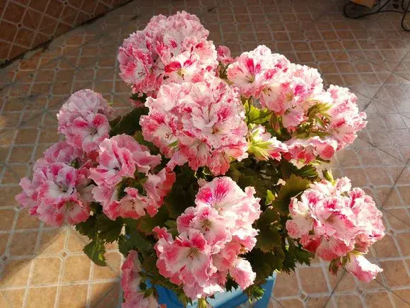 修剪绣球花第二年爆盆，4月养花，枝头剪一剪，1个月后开成大花球，整年都好看！