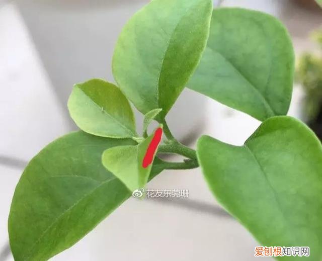 修剪绣球花第二年爆盆，4月养花，枝头剪一剪，1个月后开成大花球，整年都好看！