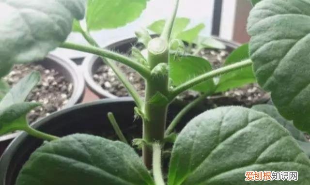 修剪绣球花第二年爆盆，4月养花，枝头剪一剪，1个月后开成大花球，整年都好看！