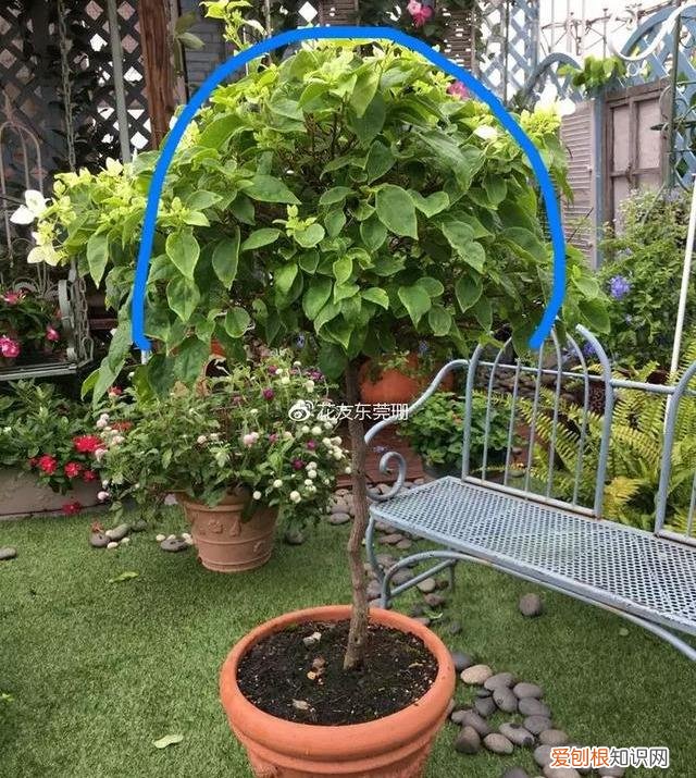 修剪绣球花第二年爆盆，4月养花，枝头剪一剪，1个月后开成大花球，整年都好看！