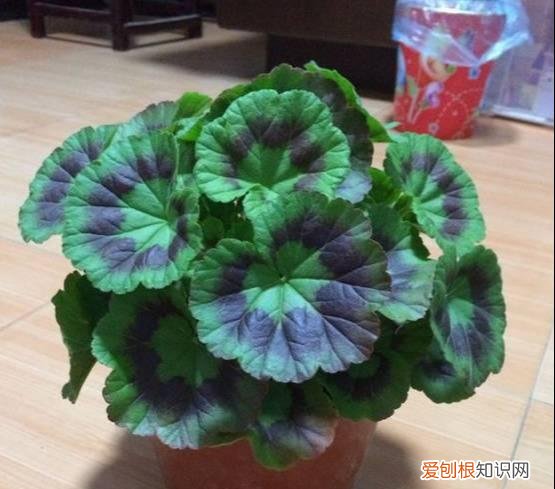 修剪绣球花第二年爆盆，4月养花，枝头剪一剪，1个月后开成大花球，整年都好看！