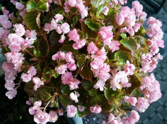 修剪绣球花第二年爆盆，4月养花，枝头剪一剪，1个月后开成大花球，整年都好看！