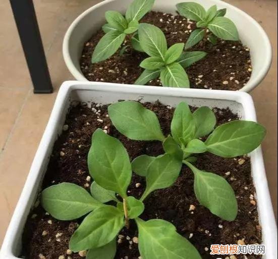 修剪绣球花第二年爆盆，4月养花，枝头剪一剪，1个月后开成大花球，整年都好看！