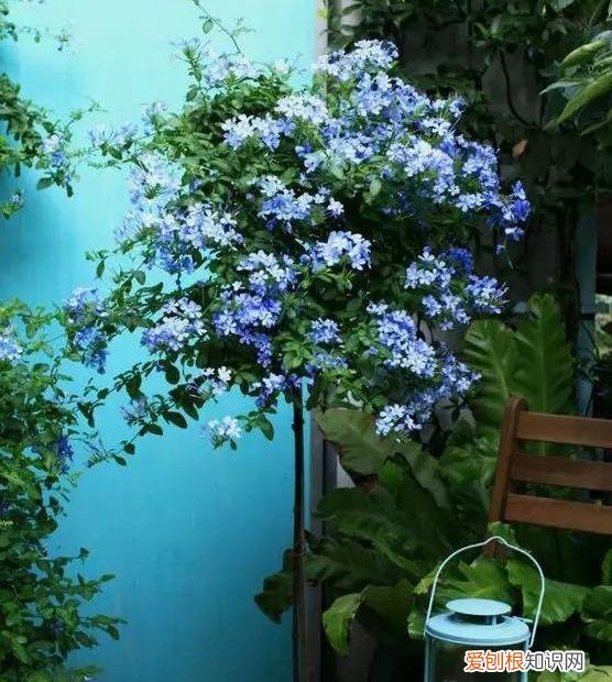 修剪绣球花第二年爆盆，4月养花，枝头剪一剪，1个月后开成大花球，整年都好看！