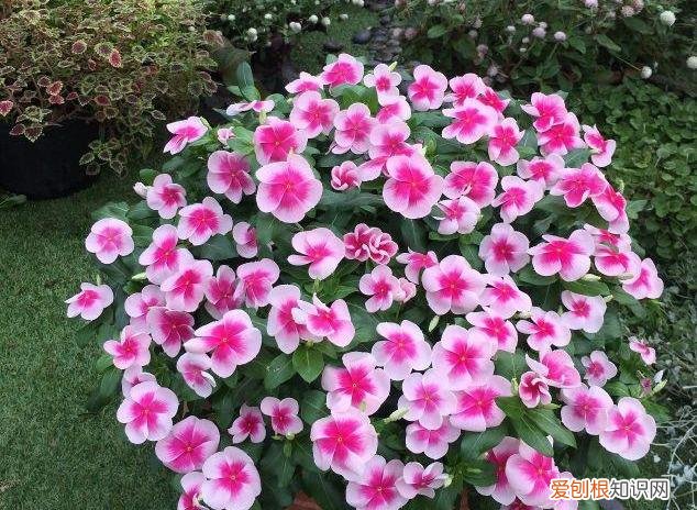 修剪绣球花第二年爆盆，4月养花，枝头剪一剪，1个月后开成大花球，整年都好看！