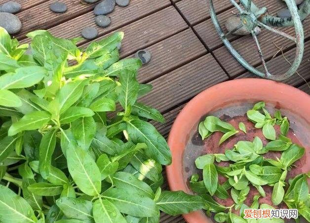 修剪绣球花第二年爆盆，4月养花，枝头剪一剪，1个月后开成大花球，整年都好看！