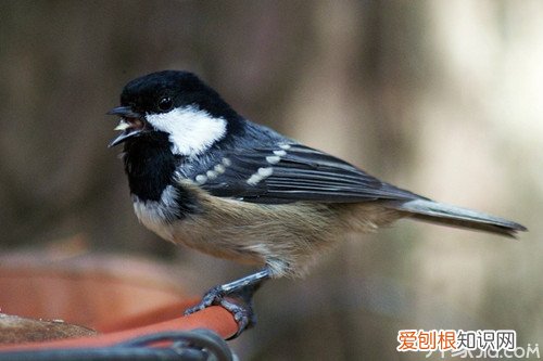 【鸟类百科大全】煤山雀繁殖方式及饲养方法，煤山雀母鸟怎么叫