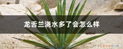 龙舌兰浇水多了会怎么样,夏天多久浇水一次比较好 龙舌兰浇水多了会怎么样，夏天多久浇水一