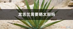 龙舌兰需要晒太阳吗,需要修剪吗视频 龙舌兰需要晒太阳吗，需要修剪吗