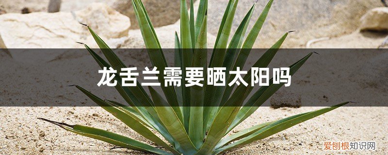 龙舌兰需要晒太阳吗,需要修剪吗视频 龙舌兰需要晒太阳吗，需要修剪吗