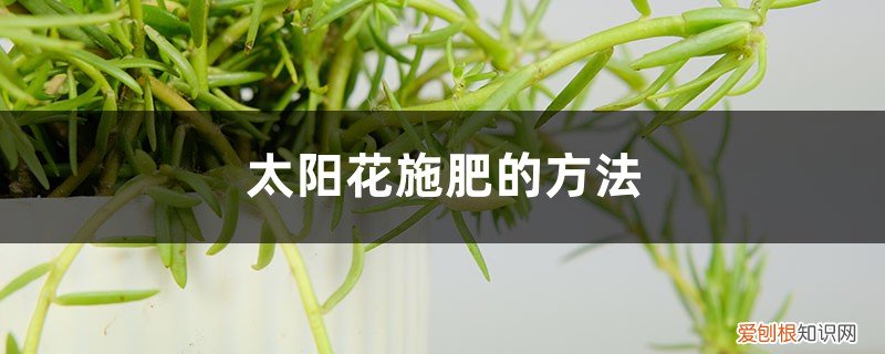 太阳花施什么肥好 太阳花喜欢什么肥料，太阳花施肥的方法