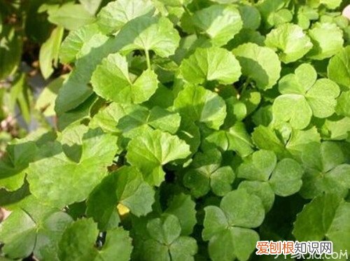 【居家食谱】崩大碗煲汤的做法，崩大碗煲糖水