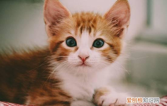 矮脚猫的缺点 矮脚猫