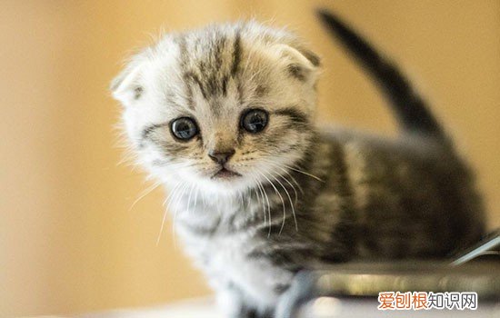 半折耳猫会不会发病 半折耳猫有病吗