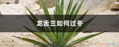 龙舌兰夏季养护 龙舌兰如何过冬，龙舌兰能在室外过冬吗