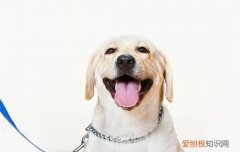拉不拉多和金毛有什么区别秒懂百科 拉不拉多和金毛如何分别