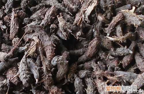 香附子的作用强大 神奇的杂草你见过没