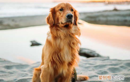金毛杂交狗能长多大 纯种金毛能长多大