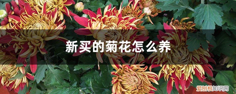新鲜菊花怎么养 新买的菊花怎么养