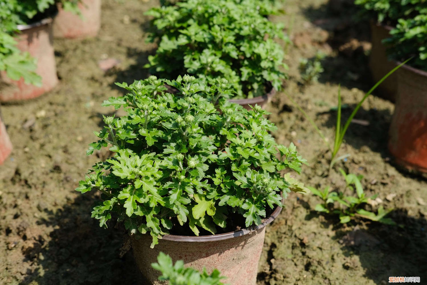 新鲜菊花怎么养 新买的菊花怎么养