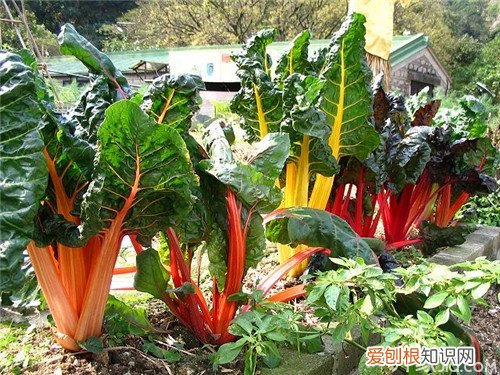 君达菜的做法 超级划算的补血菜