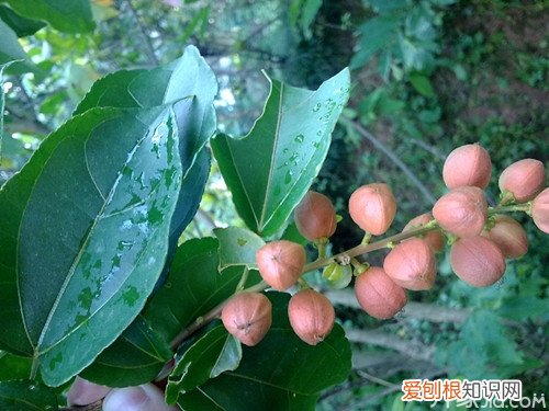巴豆怎么吃巴豆的副作用