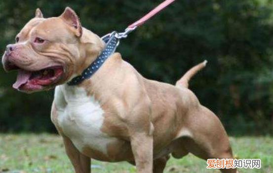 比特犬最怕什么犬类 比特犬最怕什么犬